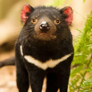 Disease Threatens Tasmanian Devil: Multilevel Project Gets Some Support ...